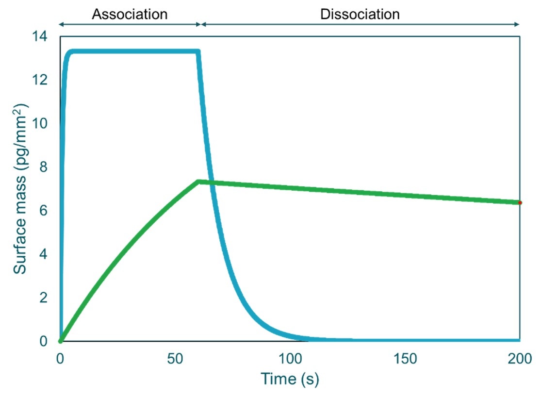 [Figure 1 v2 wp230915-creoptix-next-level-flexibility-drug-discovery.jpg] Figure 1 v2 wp230915-creoptix-next-level-flexibility-drug-discovery.jpg