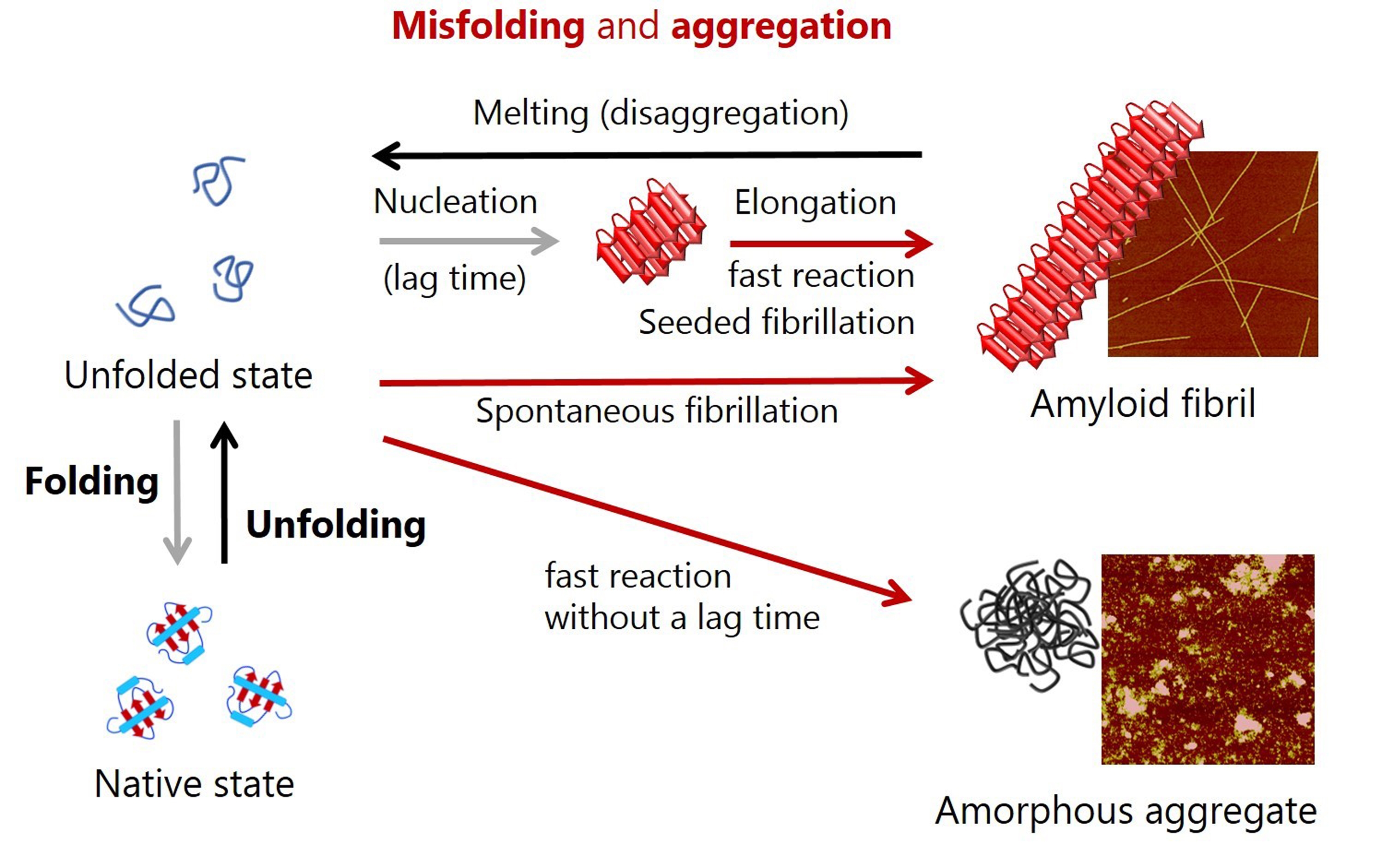 WP170307MicrocalorimetryProteinMisfoldingAggregation-Fig-1