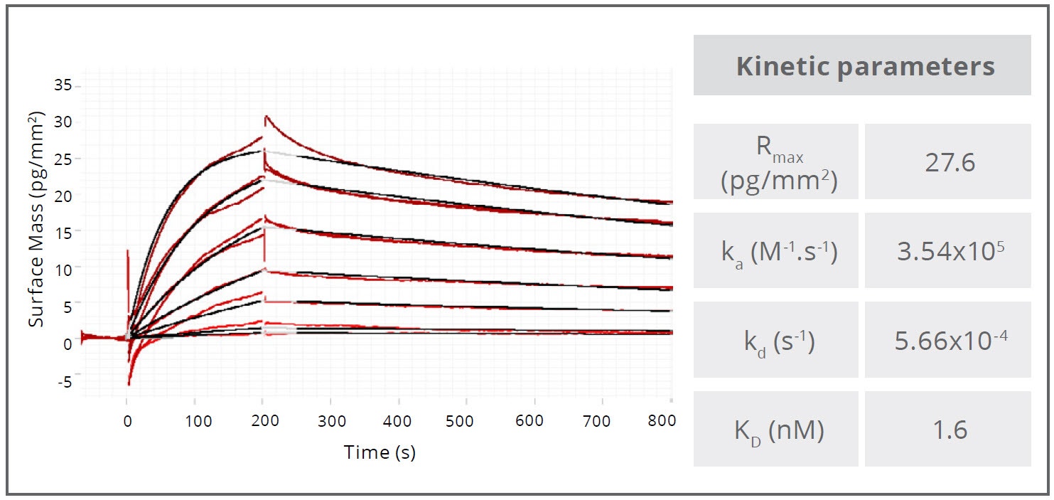 [Figure 1 TN201124-Creoptix-antibody-characterization-plasma-binding.jpg] Figure 1 TN201124-Creoptix-antibody-characterization-plasma-binding.jpg