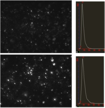 Image of NanoSight results of gold before and after DNA ligand induced aggregation