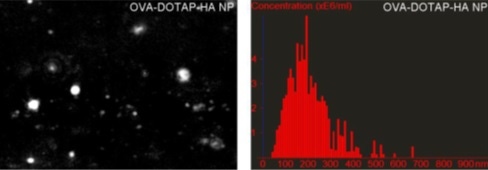 Image of NTA characterization of liposomes with varying amounts of HA polymer confirmed DLS results