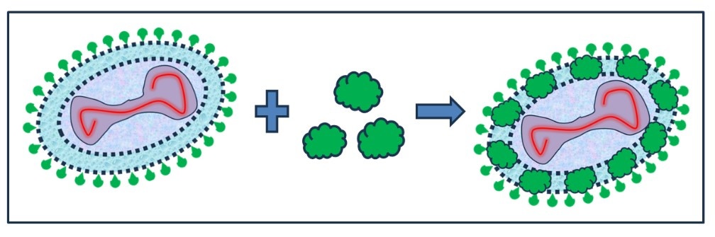 [Figure 2 AN241016-identifying-viral-vectors-nanosight-pro.jpg] Figure 2 AN241016-identifying-viral-vectors-nanosight-pro.jpg