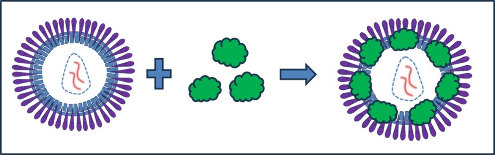 [Figure 1 AN241016-identifying-viral-vectors-nanosight-pro.jpg] Figure 1 AN241016-identifying-viral-vectors-nanosight-pro.jpg