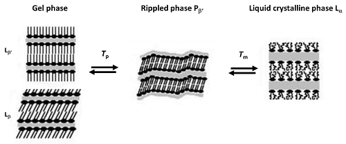 Phosphatidylcholine transitions in liposomes