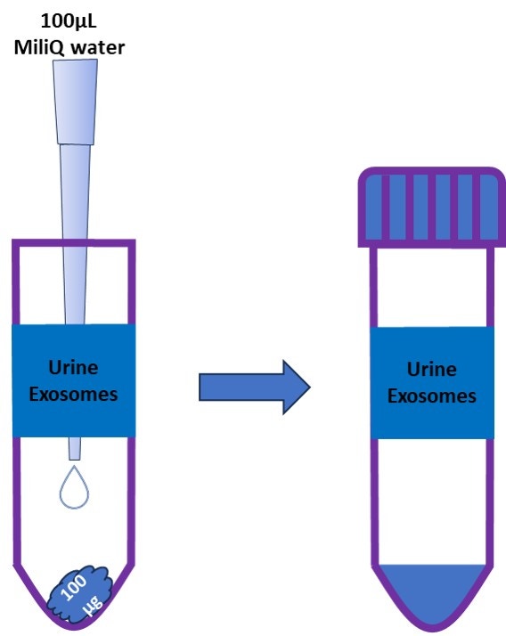 [Figure 2 WP240326-extracellular-vesicles-nta.jpg] Figure 2 WP240326-extracellular-vesicles-nta.jpg