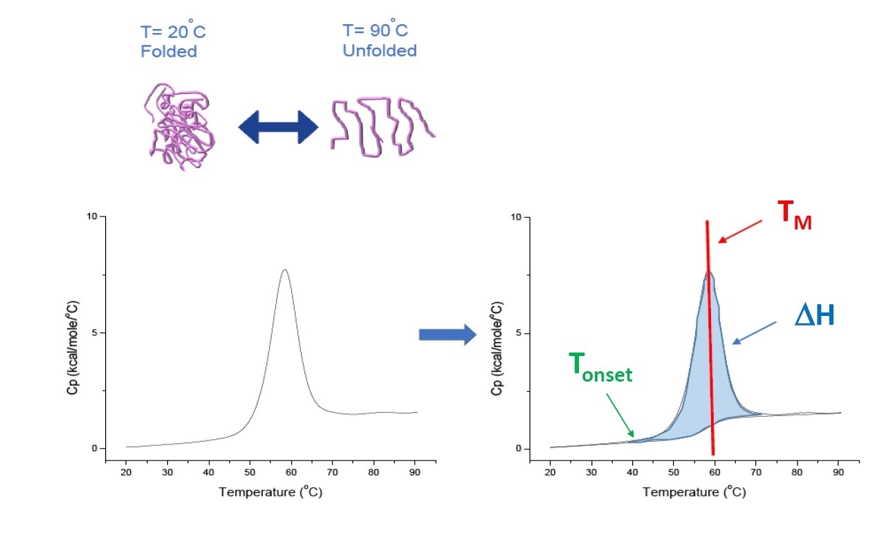 WP160725BiopharmStabilityDSCFormulations-Figure-1