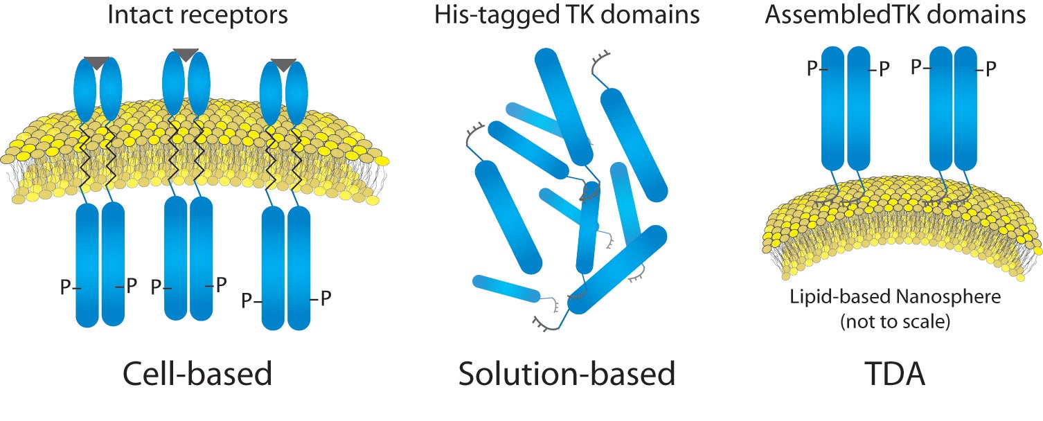 Images of liposome_insulin receptor complexes