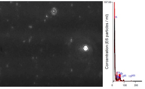 Image of NanoSight movie still frame and size distribution of 15 nm gold nanoparticles