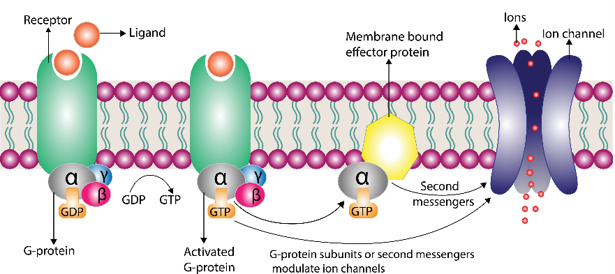 [Membrane Protein Interactions-img.png] Membrane Protein Interactions-img.png