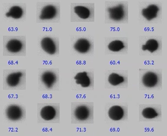 [Fig 8 Thumbnail images of metal powders, captured by Hydro Insight.jpg] 637629940672274018US.jpg