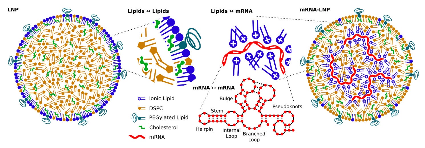 [Figure 1 AN230131-VV-lipid-nanoparticles.jpg] Figure 1 AN230131-VV-lipid-nanoparticles.jpg