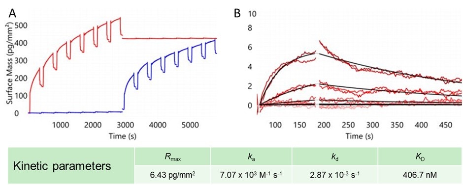 [Figure 6 v2 wp230915-creoptix-next-level-flexibility-drug-discovery.jpg] Figure 6 v2 wp230915-creoptix-next-level-flexibility-drug-discovery.jpg