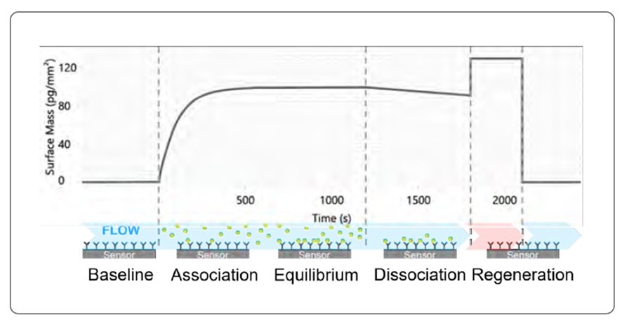 [Croptix Label free analysis sensorgram diagram.jpg] Croptix Label free analysis sensorgram diagram.jpg