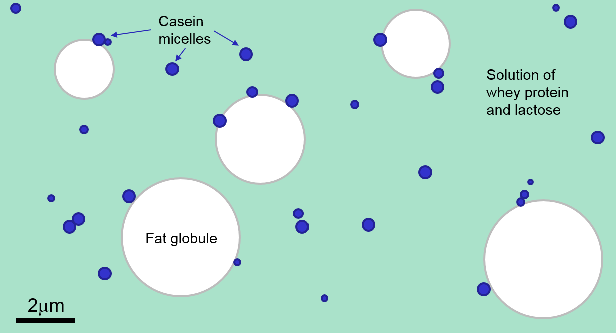 Figure 1: From a laser diffraction perspective, milk consists of fat globules and casein micelles in a solution of whey protein and lactose.